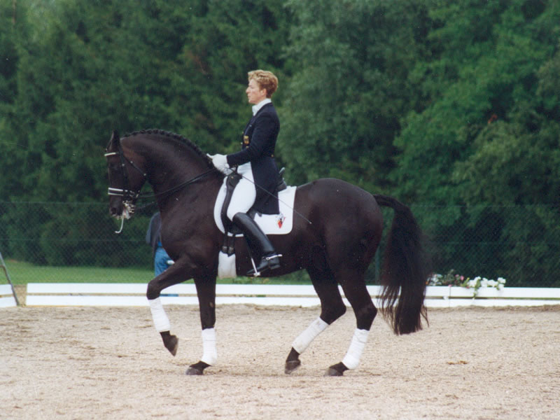 Dressage 1242-dressage.jpg