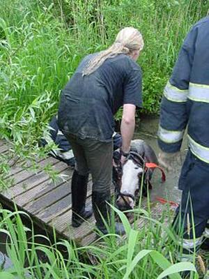 helping her horse 1254-helping-her-horse.jpg