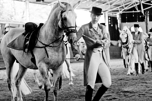 Woman With Lipizzaner Horse 12592-woman-with-lipizzaner-horse.jpg