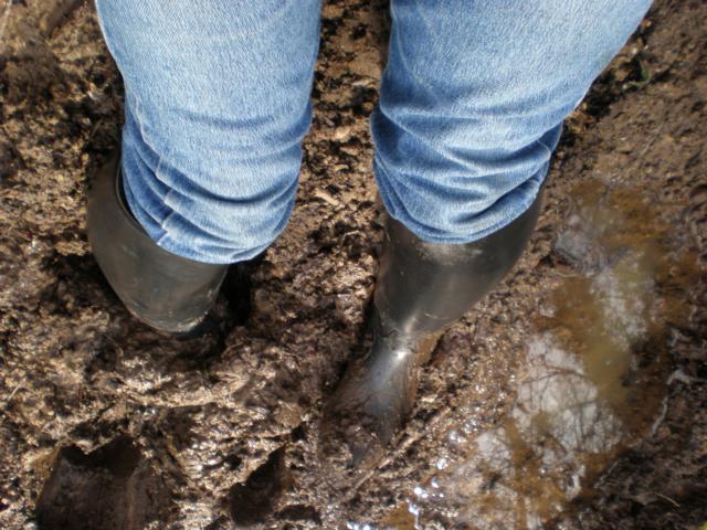 my muddy ridingboots 12806-my-muddy-ridingboots.jpg