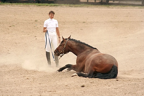 a dust bath 13034-a-dust-bath.jpg