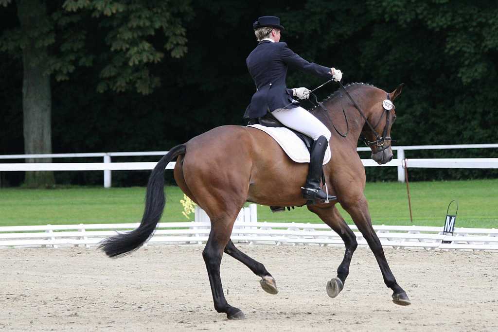 full dressage 17154-full-dressage.jpg