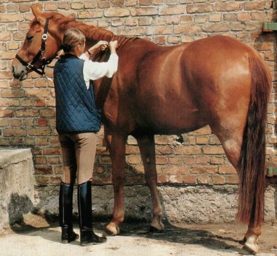 a big orse 17784-a-big-orse.jpg