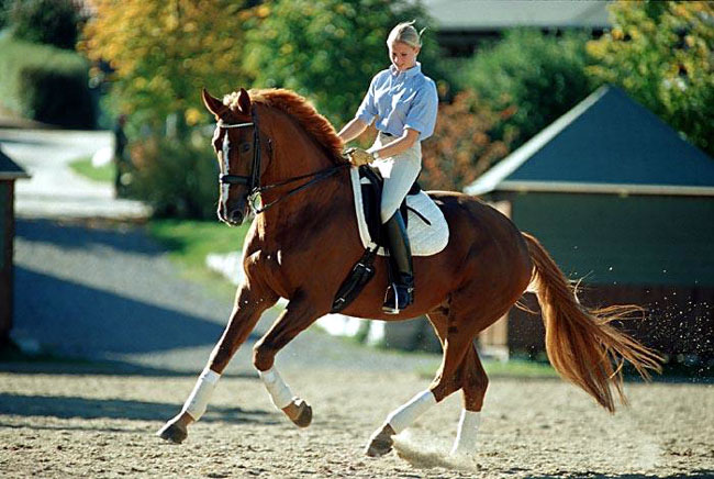 Lean into the canter 18277-lean-into-the-canter.jpg