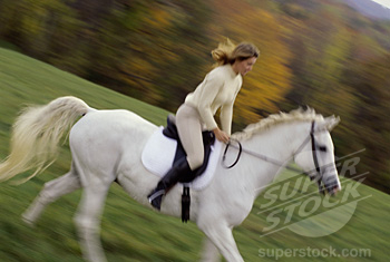 White horse 19388-white-horse.jpg