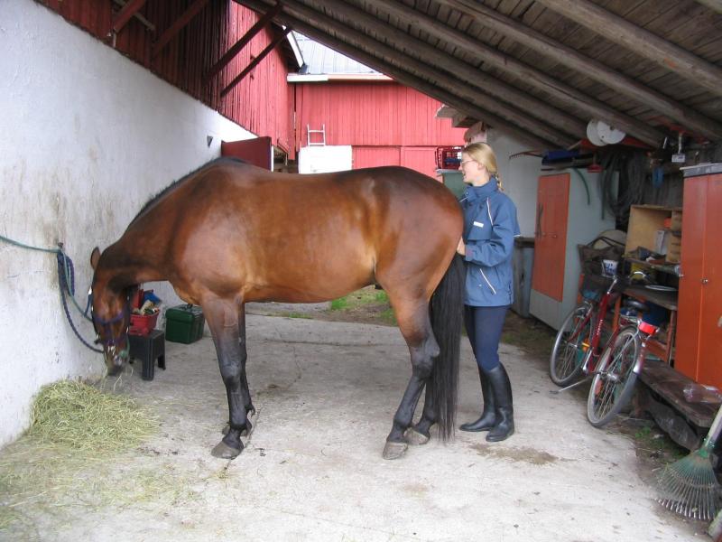 never stand behind a horse 1948-never-stand-behind-a-horse.jpg