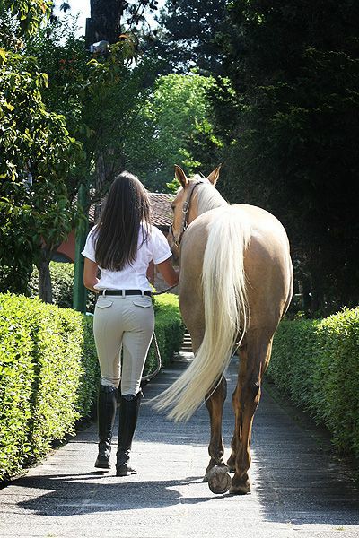 Leading or Holding a Horse 25667-leading-or-holding-a-horse.jpg