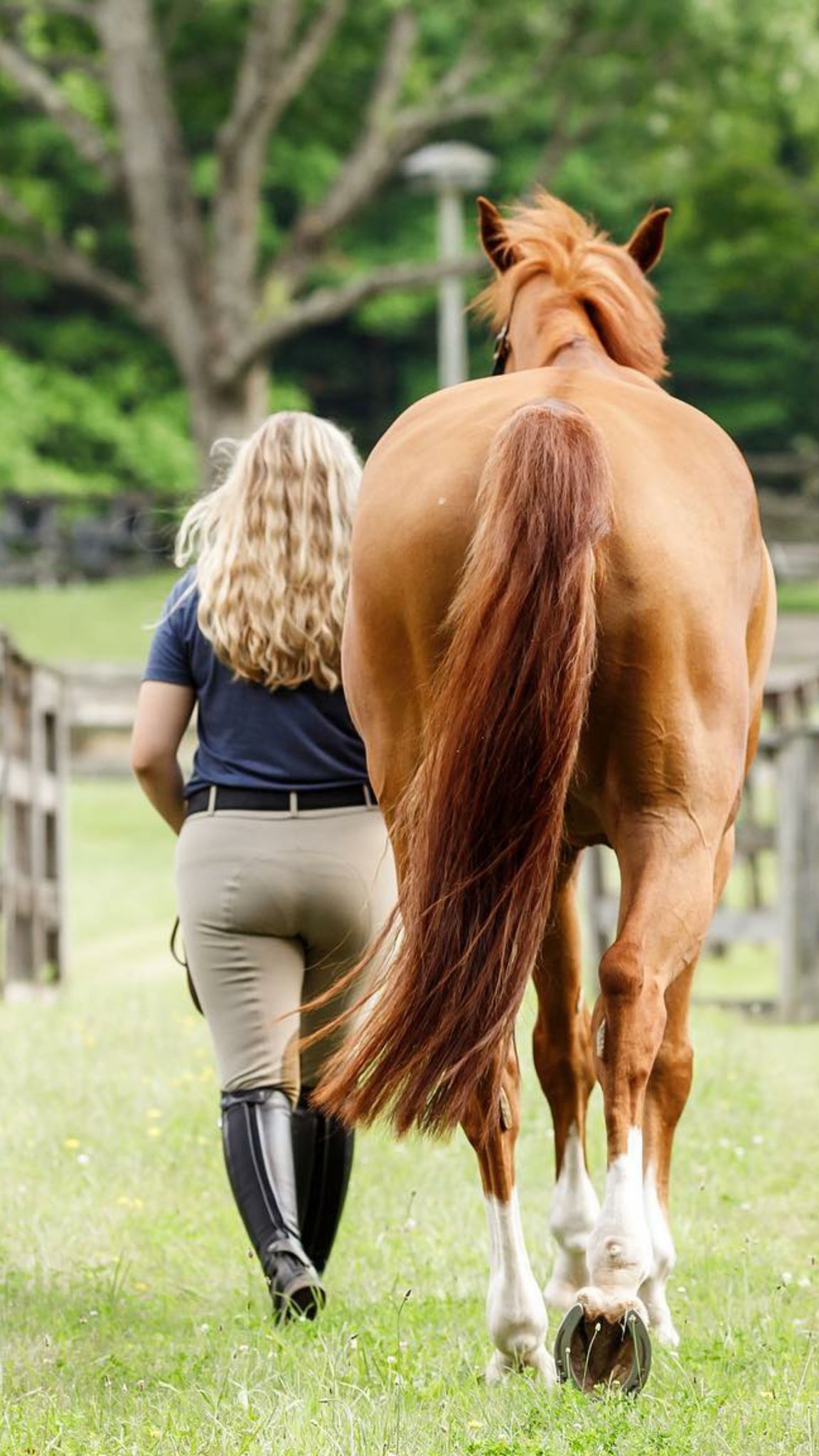 Either Holding or Leading a Horse 26185-either-holding-or-leading-a-horse.jpg