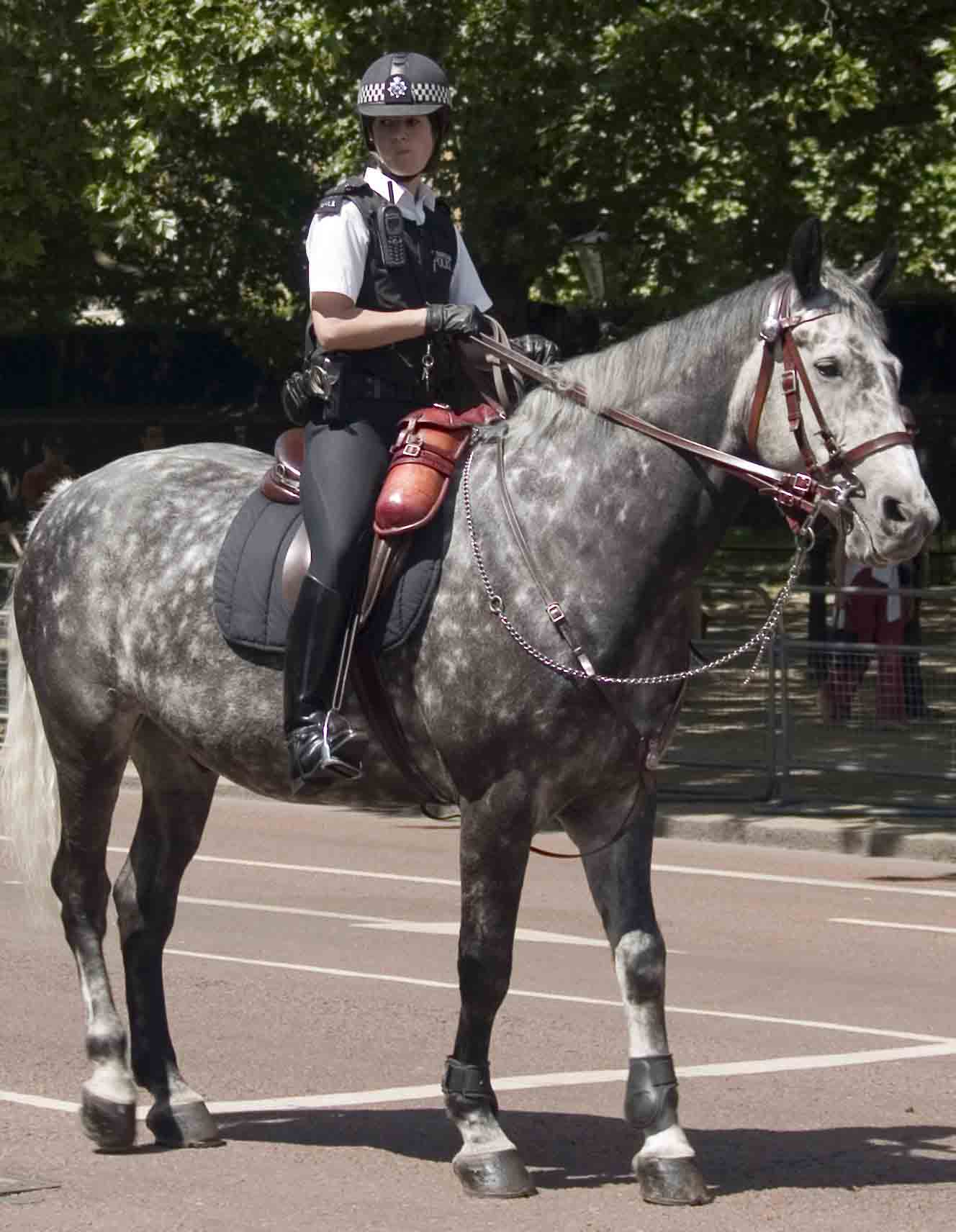 Re: Mounted cop 3429-re--mounted-cop.jpg