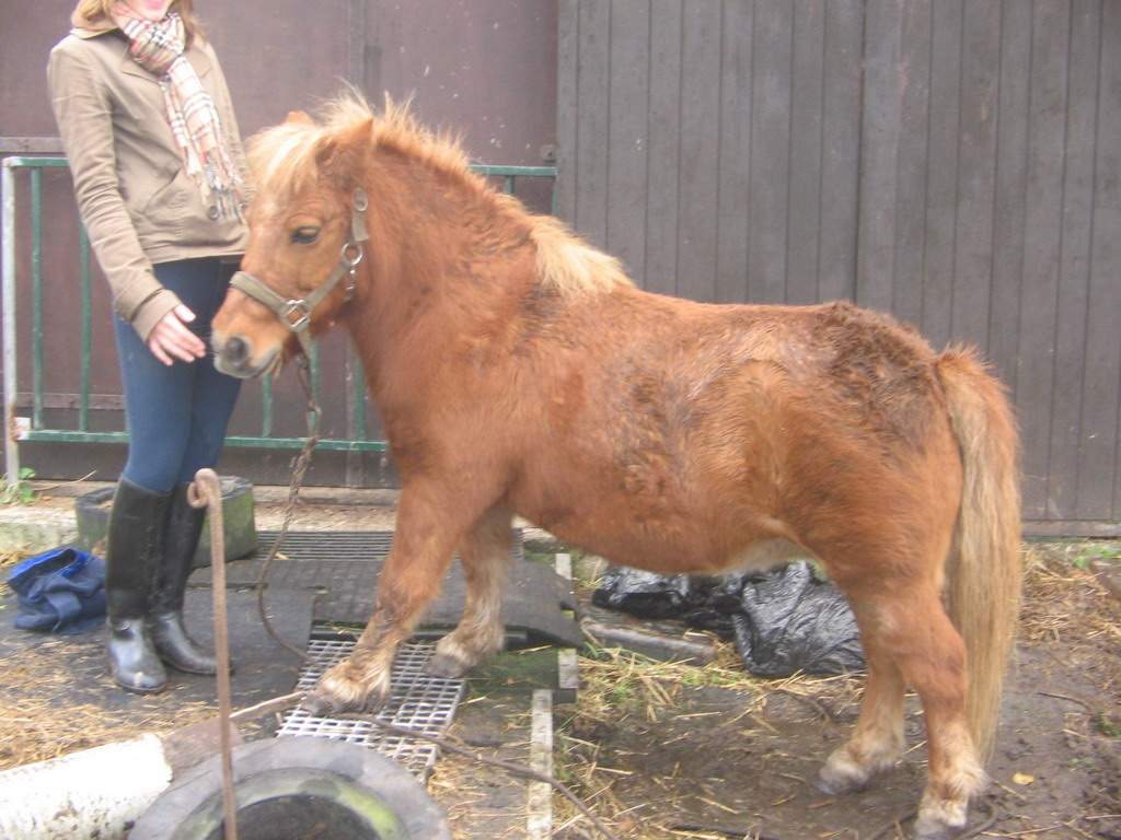 small horse, nice boots 4227-small-horse--nice-boots.jpg