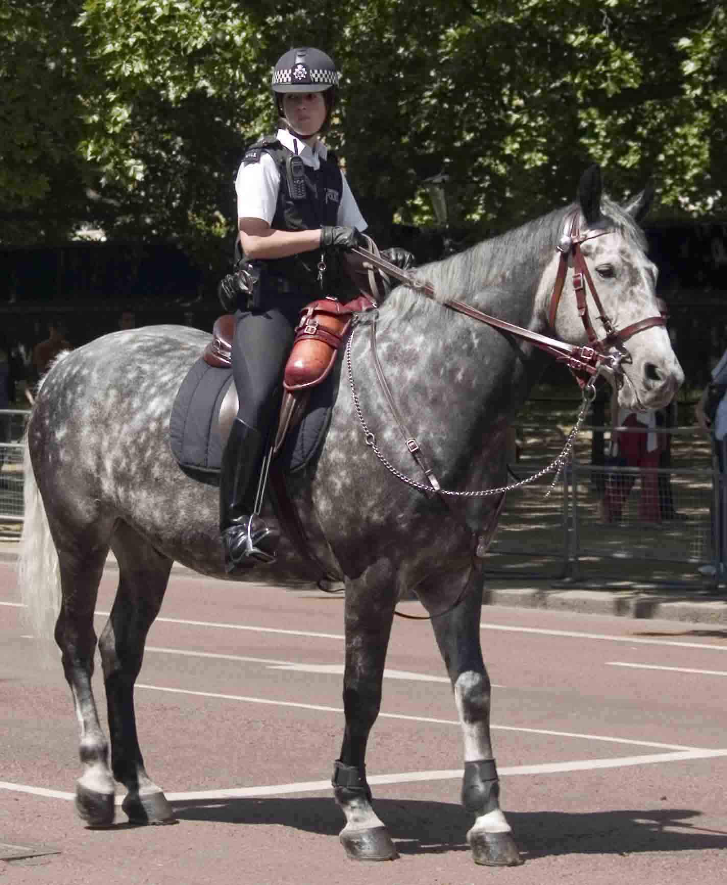 Sexy policewomen 4729-sexy-policewomen.jpg