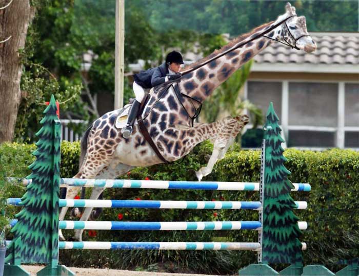 now this is show jumping 5023-now-this-is-show-jumping.jpg