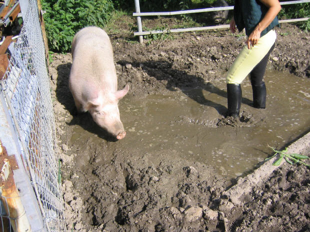 Re: shes in the pig pen 5336-re--shes-in-the-pig-pen.jpg