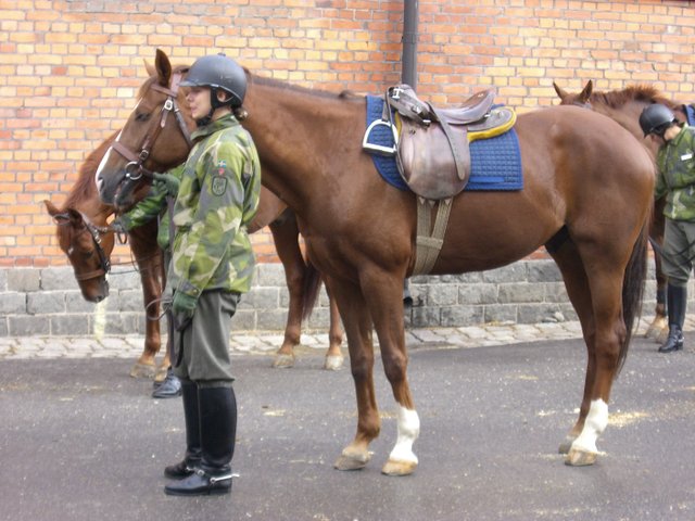 Re: Swedish army- Royal life guard dragoons 5569-re--swedish-army--royal-life-guard-dragoons.jpg