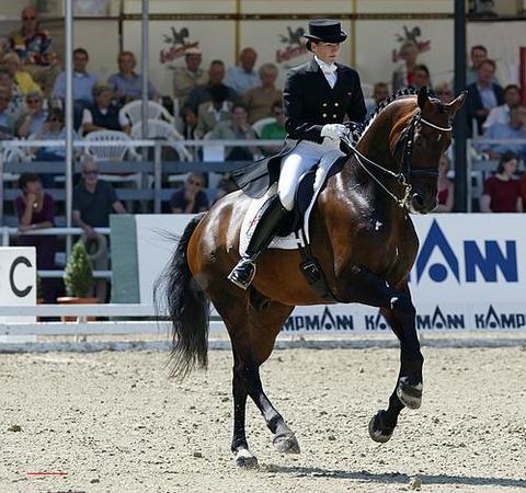 dressage 6089-dressage.jpg