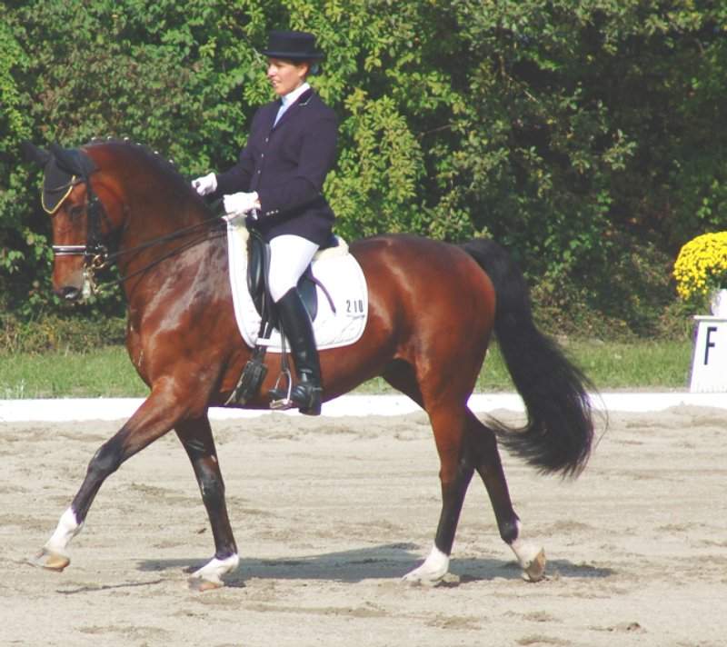 dressage rider 6235-dressage-rider.jpg