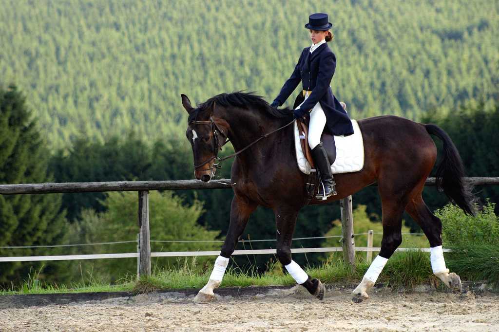 proper dressage 6307-proper-dressage.jpg