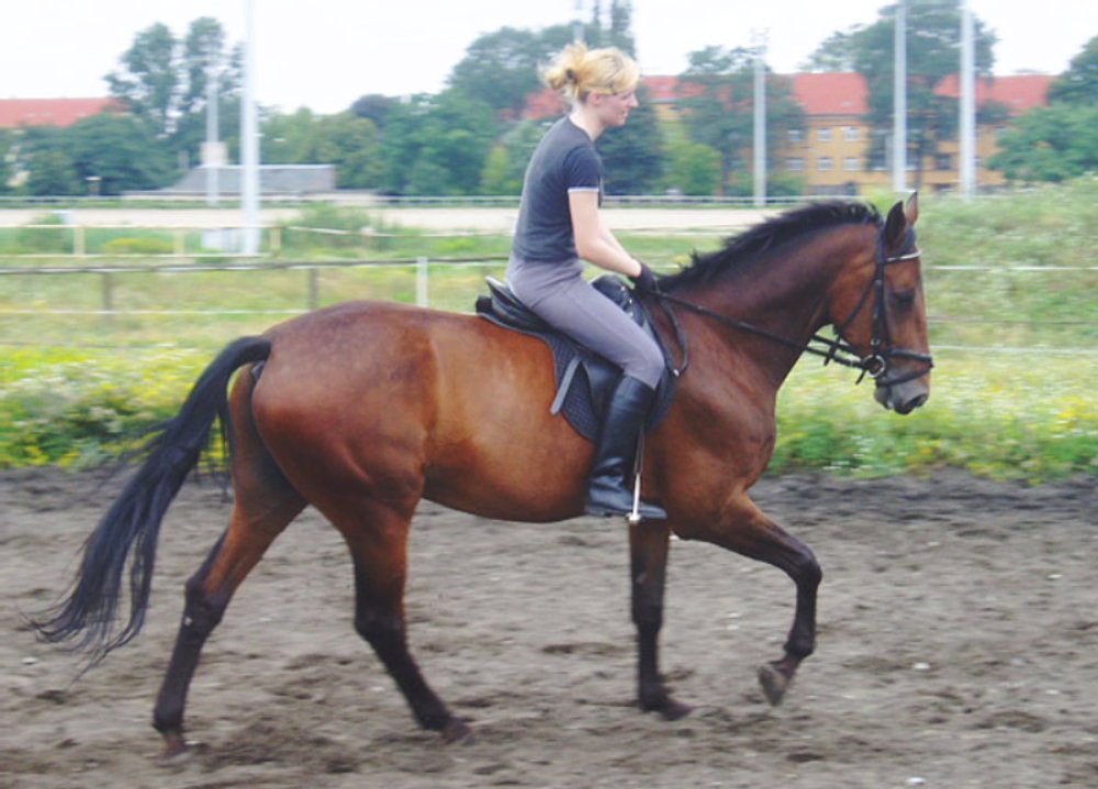 canter 6543-canter.jpg