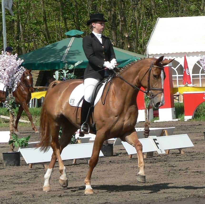 young dressage rider 6826-young-dressage-rider.jpg