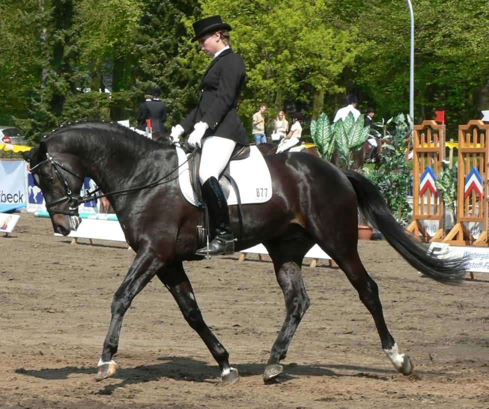 Re: young dressage rider 6827-re--young-dressage-rider.jpg