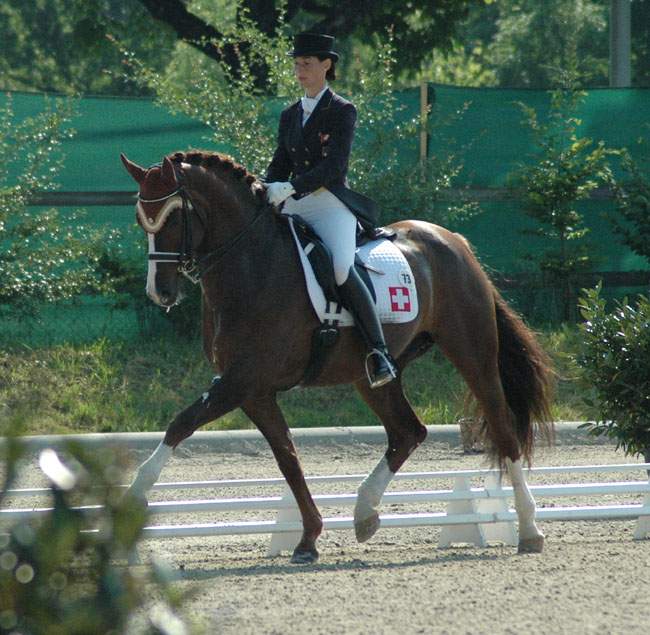 dressage 7026-dressage.jpg