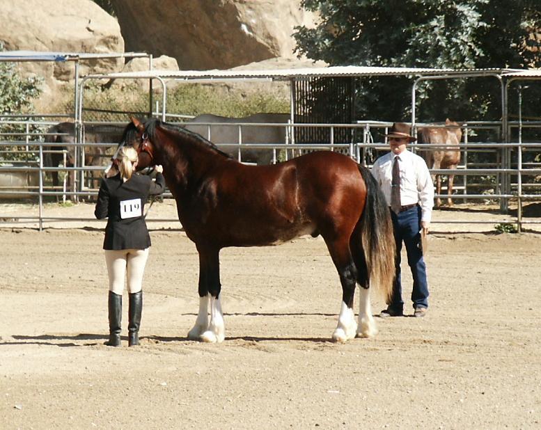 shows her horse 7508-shows-her-horse.jpg