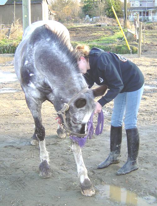 horse stareing at her boots 7925-horse-stareing-at-her-boots.jpg