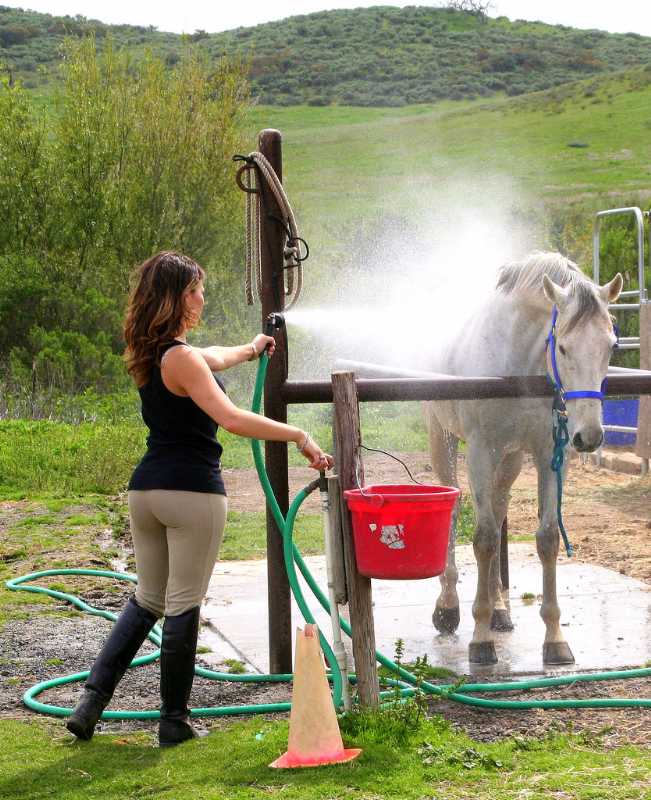 Showering the horse 8245-showering-the-horse.jpg